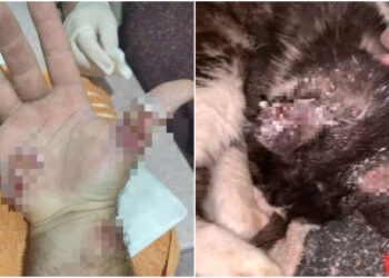 Moradores do bairro Tifa Martins, em Jaraguá do Sul, estão em alerta com casos de esporotricose