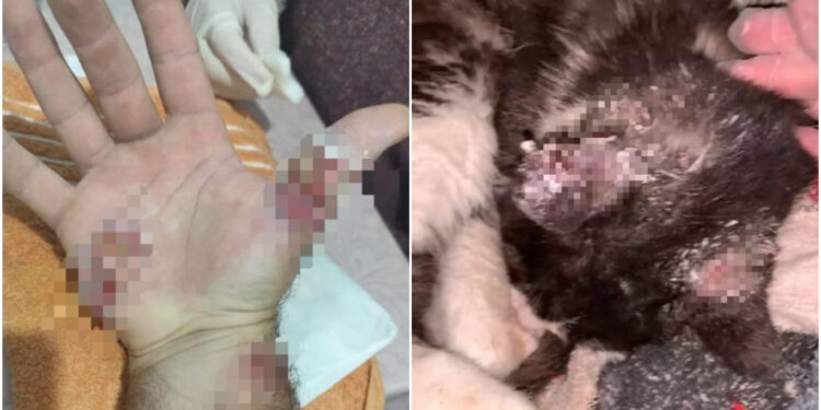 Moradores do bairro Tifa Martins, em Jaraguá do Sul, estão em alerta com casos de esporotricose