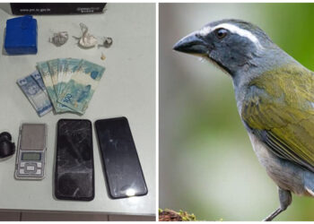 Homem é preso por tráfico e com pássaro trinca-ferro em Guaramirim