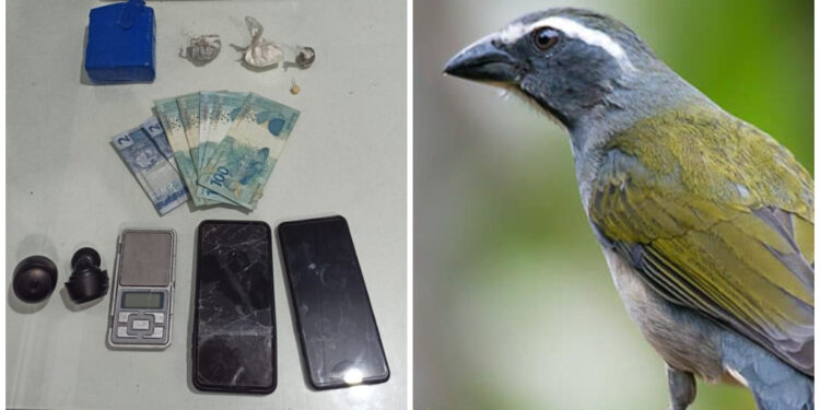 Homem é preso por tráfico e com pássaro trinca-ferro em Guaramirim