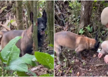 [Vídeo] Cão da PM fareja e encontra drogas em mata em Jaraguá do Sul