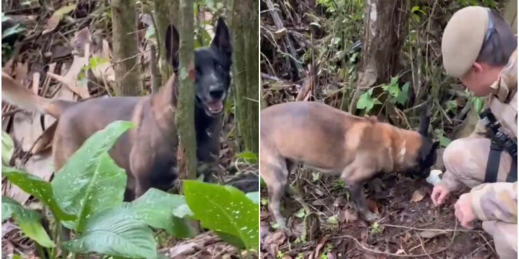 [Vídeo] Cão da PM fareja e encontra drogas em mata em Jaraguá do Sul