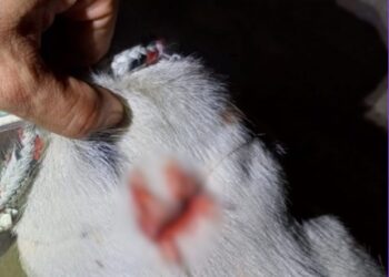 Cachorro é agredido e PM prende tutor em Jaraguá do Sul