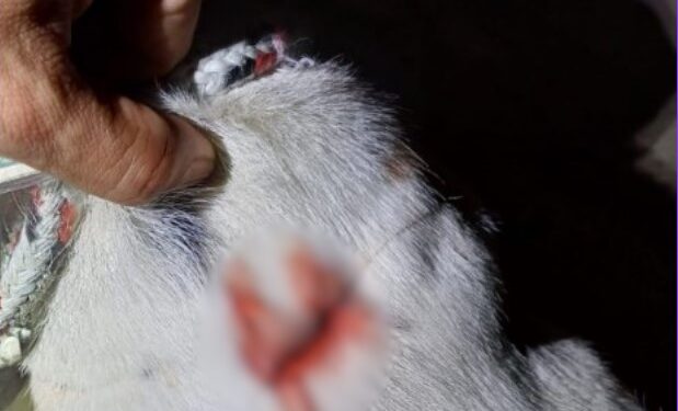 Cachorro é agredido e PM prende tutor em Jaraguá do Sul