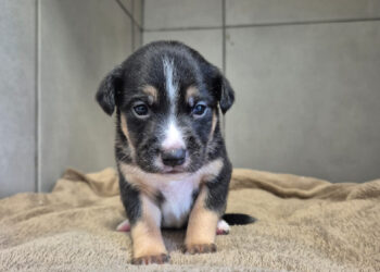 Jaraguá do Sul tem feira de adoção de animais hoje (12)