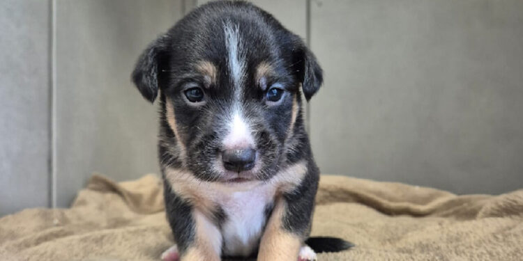 Jaraguá do Sul tem feira de adoção de animais hoje (12)