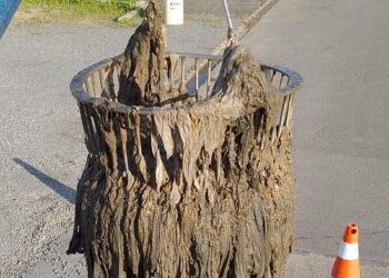 Samae orienta sobre os riscos do descarte de resíduos na rede de esgoto