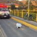 Homem morre em acidente na Ponte do Agricultor, em Guaramirim