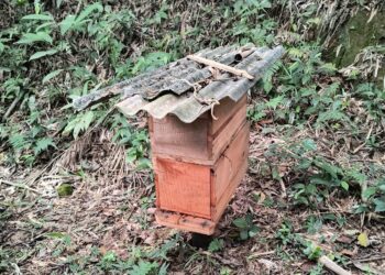 “Inusitado”: Ladrão furta caixa de abelhas em Corupá