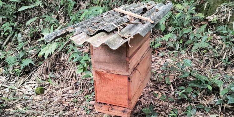 “Inusitado”: Ladrão furta caixa de abelhas em Corupá