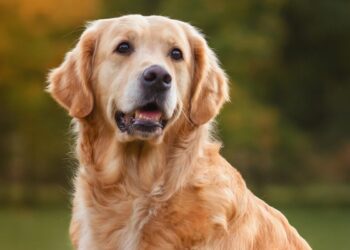 Encontro de Golden Retrievers será neste sábado (12) em Jaraguá do Sul