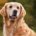 Encontro de Golden Retrievers será neste sábado (12) em Jaraguá do Sul