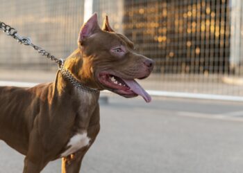 Governo de SC veta pit bulls e outras 10 raças de cães em locais públicos