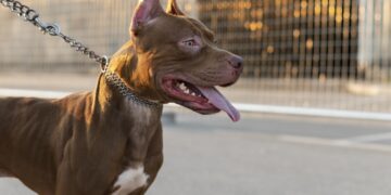 Governo de SC veta pit bulls e outras 10 raças de cães em locais públicos