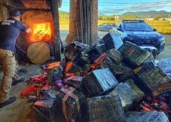 Polícia Civil incinera 3,7 toneladas de maconha apreendidas em Guaramirim