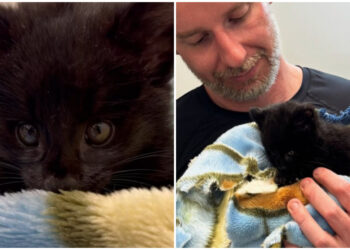 [Vídeo] Filhote de gato-do-mato-pequeno é resgatado em Jaraguá do Sul