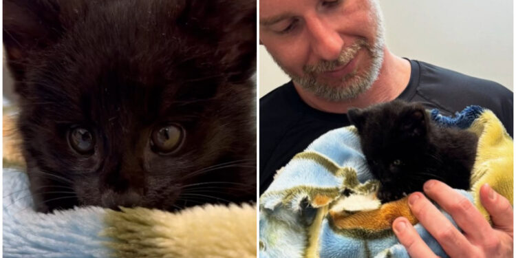 [Vídeo] Filhote de gato-do-mato-pequeno é resgatado em Jaraguá do Sul