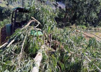 Idoso morre após ser atingido por árvore em Santa Catarina