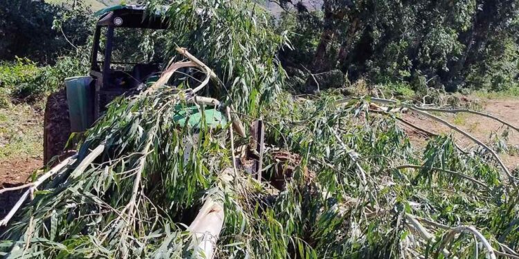 Idoso morre após ser atingido por árvore em Santa Catarina