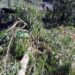 Idoso morre após ser atingido por árvore em Santa Catarina