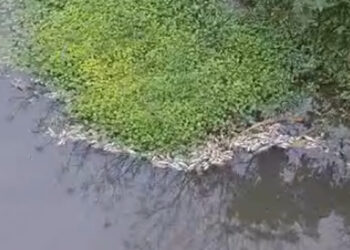 [Vídeo] Peixes aparecem mortos no rio, em Jaraguá do Sul