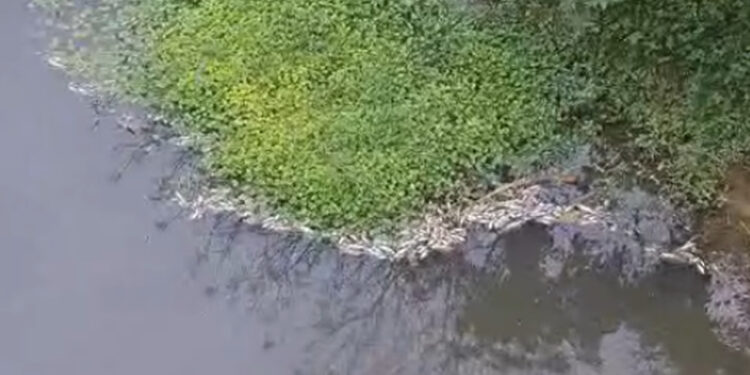 [Vídeo] Peixes aparecem mortos no rio, em Jaraguá do Sul