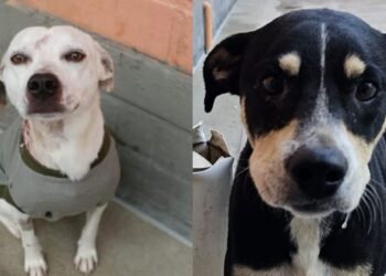 Fujama fará nova feira de adoção de cães e gatos no sábado (9)