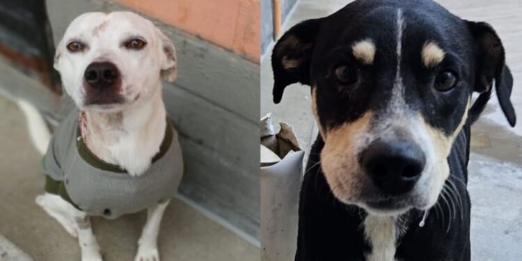 Fujama fará nova feira de adoção de cães e gatos no sábado (9)