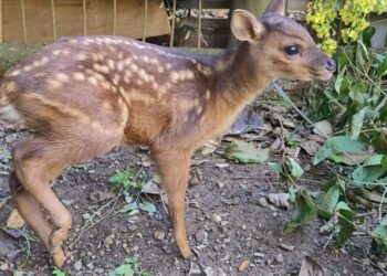 Filhote de cervo é resgatado em Jaraguá do Sul