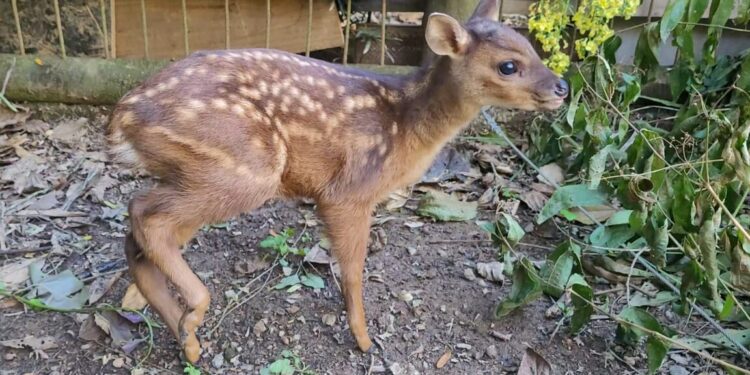 Filhote de cervo é resgatado em Jaraguá do Sul