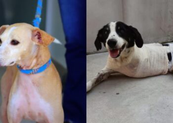 Jaraguá do Sul terá feira de adoção de animais neste sábado na Praça Ângelo Piazera