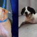 Jaraguá do Sul terá feira de adoção de animais neste sábado na Praça Ângelo Piazera