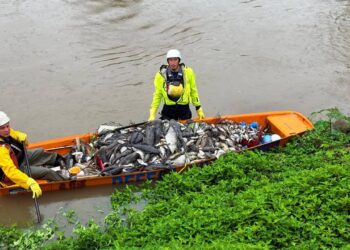 Força-tarefa estima ter recolhido 2 toneladas de peixes do rio em Jaraguá do Sul