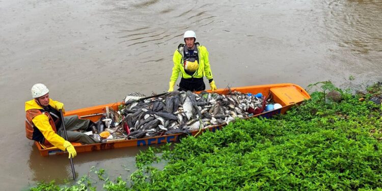 Força-tarefa estima ter recolhido 2 toneladas de peixes do rio em Jaraguá do Sul