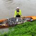 Força-tarefa estima ter recolhido 2 toneladas de peixes do rio em Jaraguá do Sul