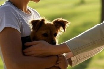 Mulher pega cachorro na rua e se recusa a devolver para vizinha em Jaraguá do Sul