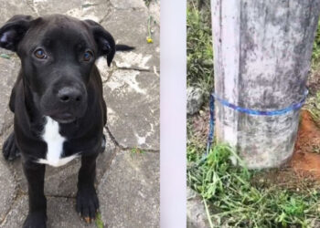 Filhote de cachorro é abandonado e amarrado em poste em Joinville