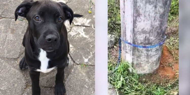 Filhote de cachorro é abandonado e amarrado em poste em Joinville