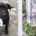 Filhote de cachorro é abandonado e amarrado em poste em Joinville
