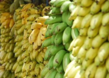 Bananicultores se unem contra a importação de banana do Equador