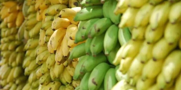Bananicultores se unem contra a importação de banana do Equador