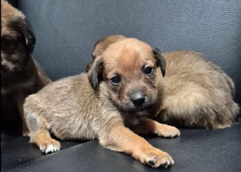 Jaraguá do Sul terá feira de adoção de cães neste sábado (13)