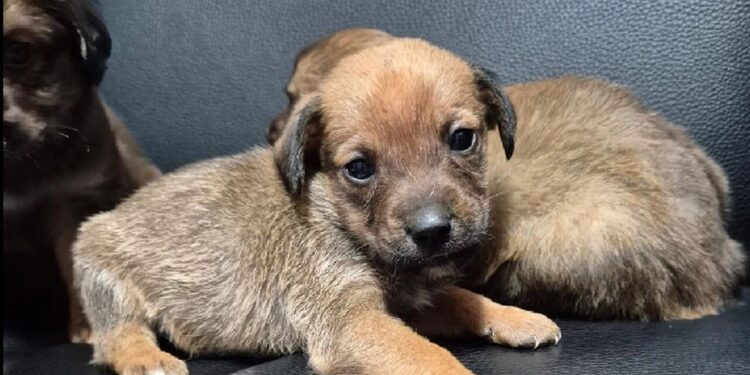 Jaraguá do Sul terá feira de adoção de cães neste sábado (13)