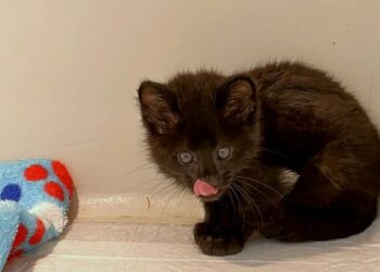 Filhote de Gato-do-Mato melânico, resgatado em Jaraguá do Sul, é encaminhado a Siderópolis