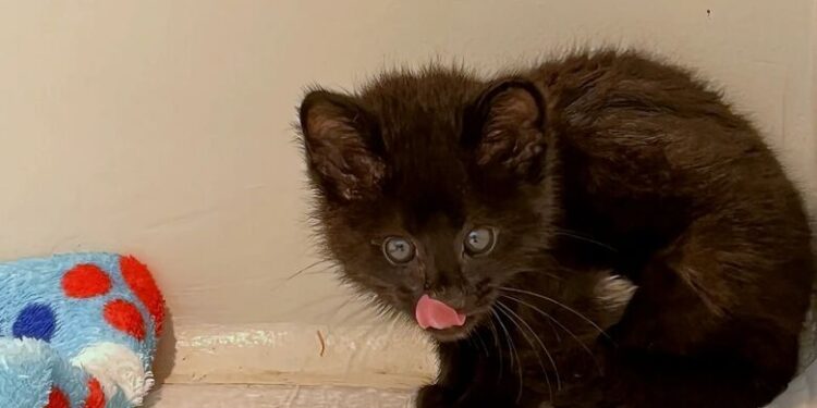 Filhote de Gato-do-Mato melânico, resgatado em Jaraguá do Sul, é encaminhado a Siderópolis