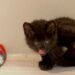 Filhote de Gato-do-Mato melânico, resgatado em Jaraguá do Sul, é encaminhado a Siderópolis