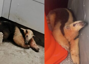 Tamanduá é encontrado trancado em banheiro de obra em Guaramirim