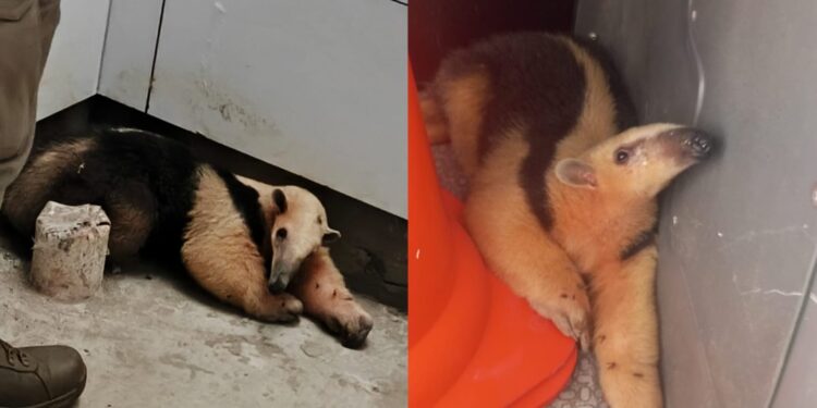 Tamanduá é encontrado trancado em banheiro de obra em Guaramirim