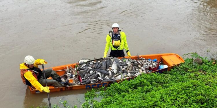 Duas empresas são autuadas e podem pagar mais de R$ 2 milhões por contaminação que matou peixes em Jaraguá
