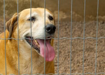Oito anos de espera: cãozinho Max segue disponível para adoção em Jaraguá do Sul